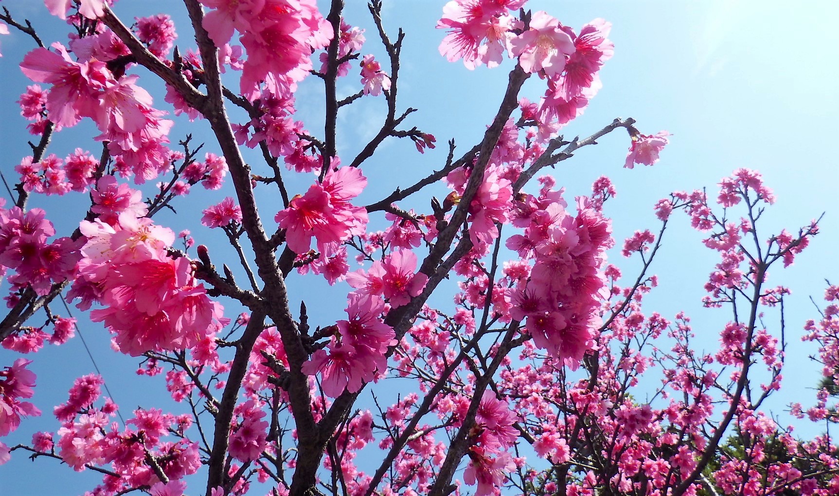 琉球寒緋桜