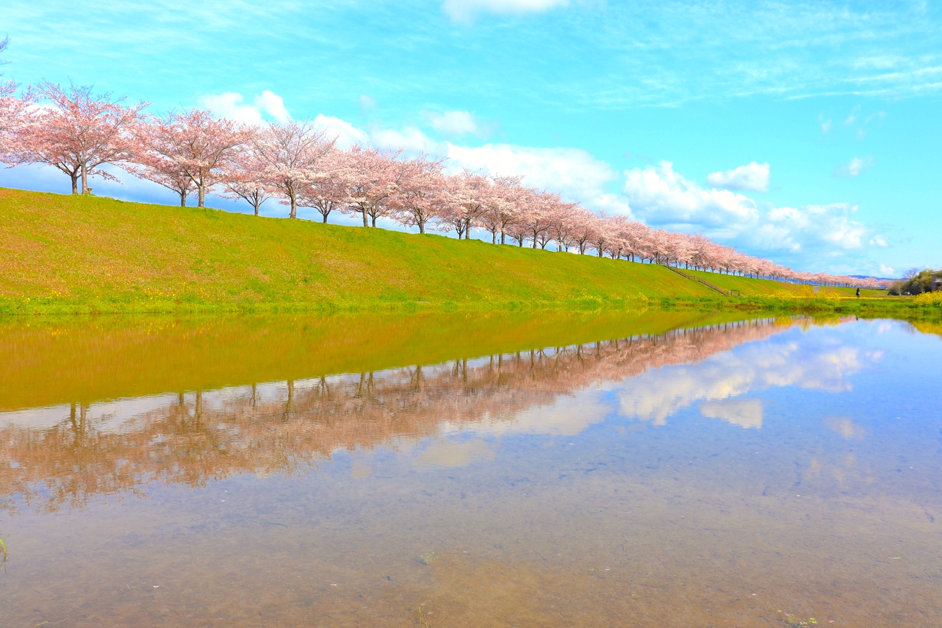 おの桜づつみ回廊