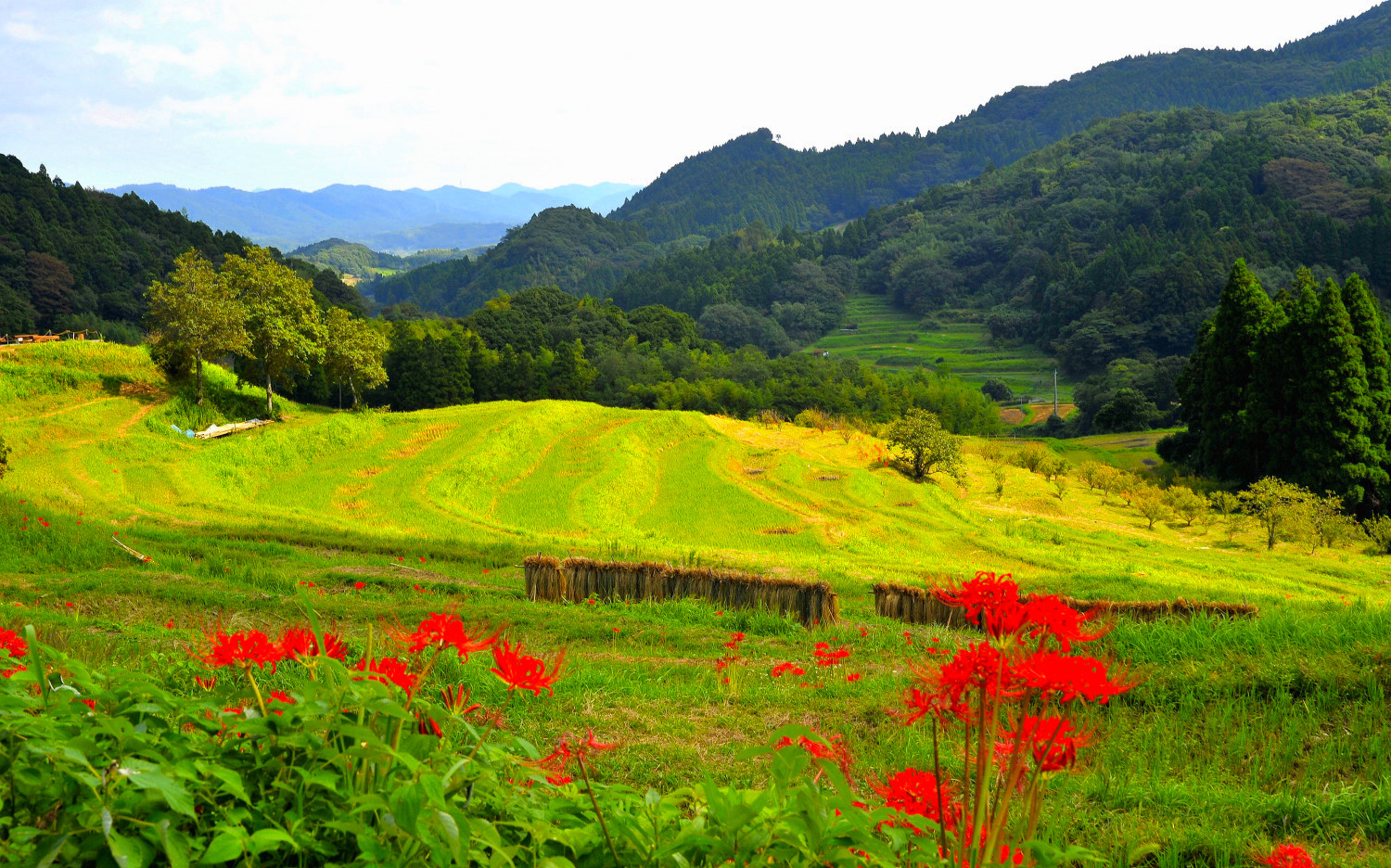 大山千枚田