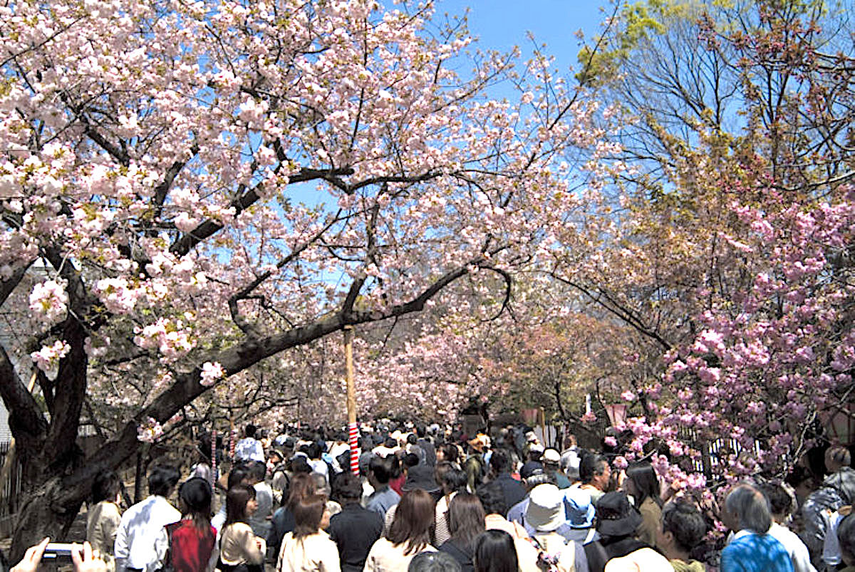 造幣局『桜の通り抜け』