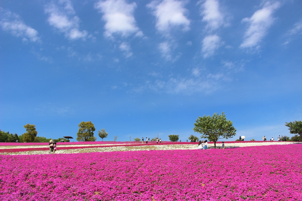 おおた芝桜まつり