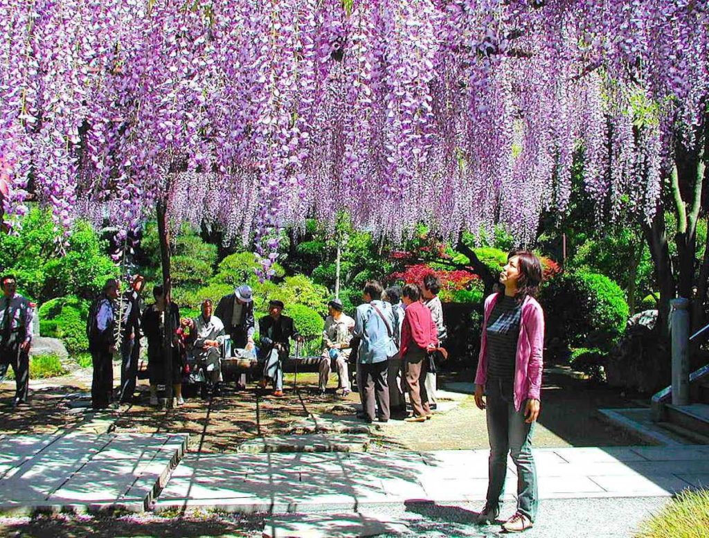 林泉寺のフジ