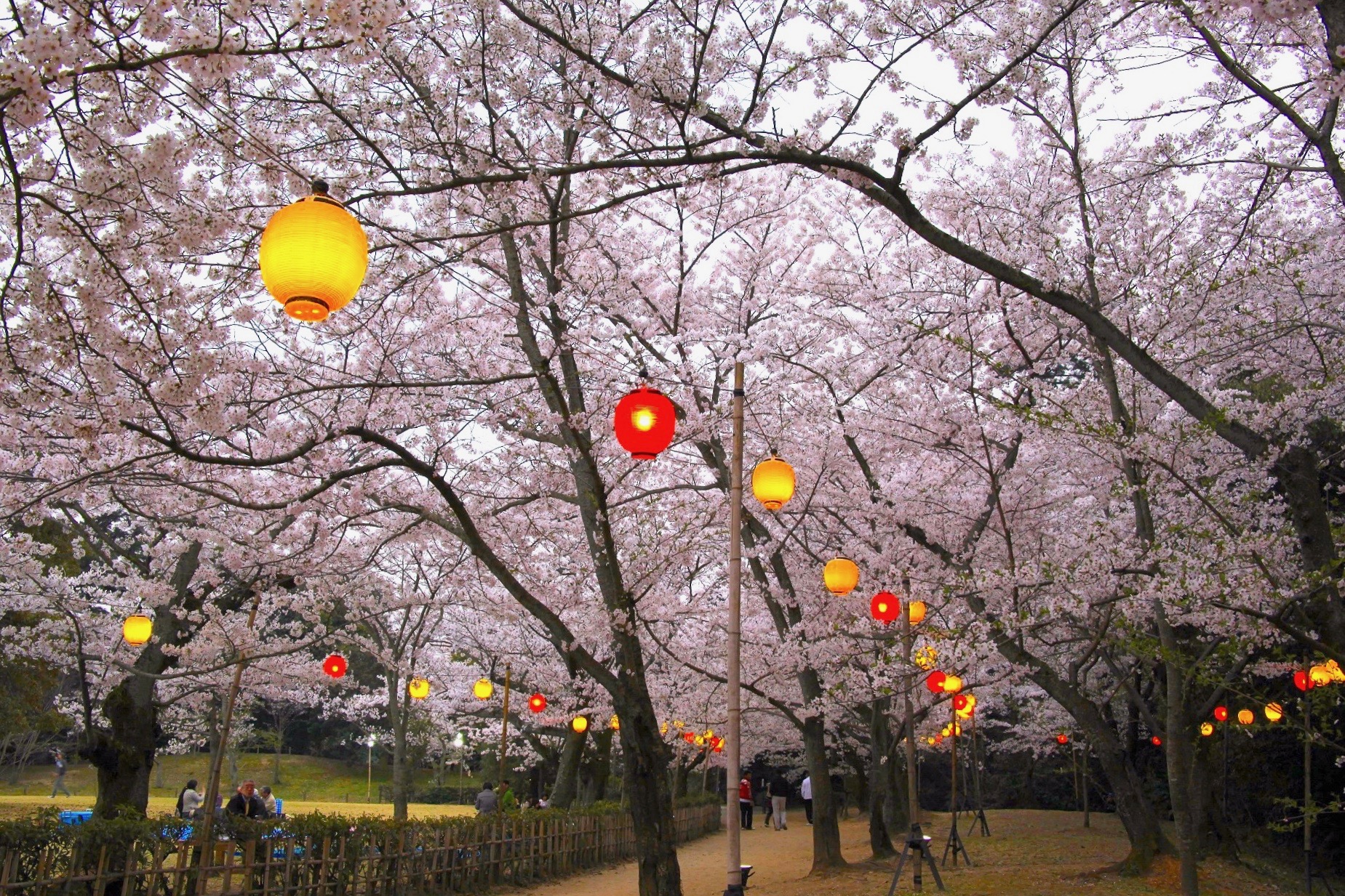 栗林公園『春のライトアップ』