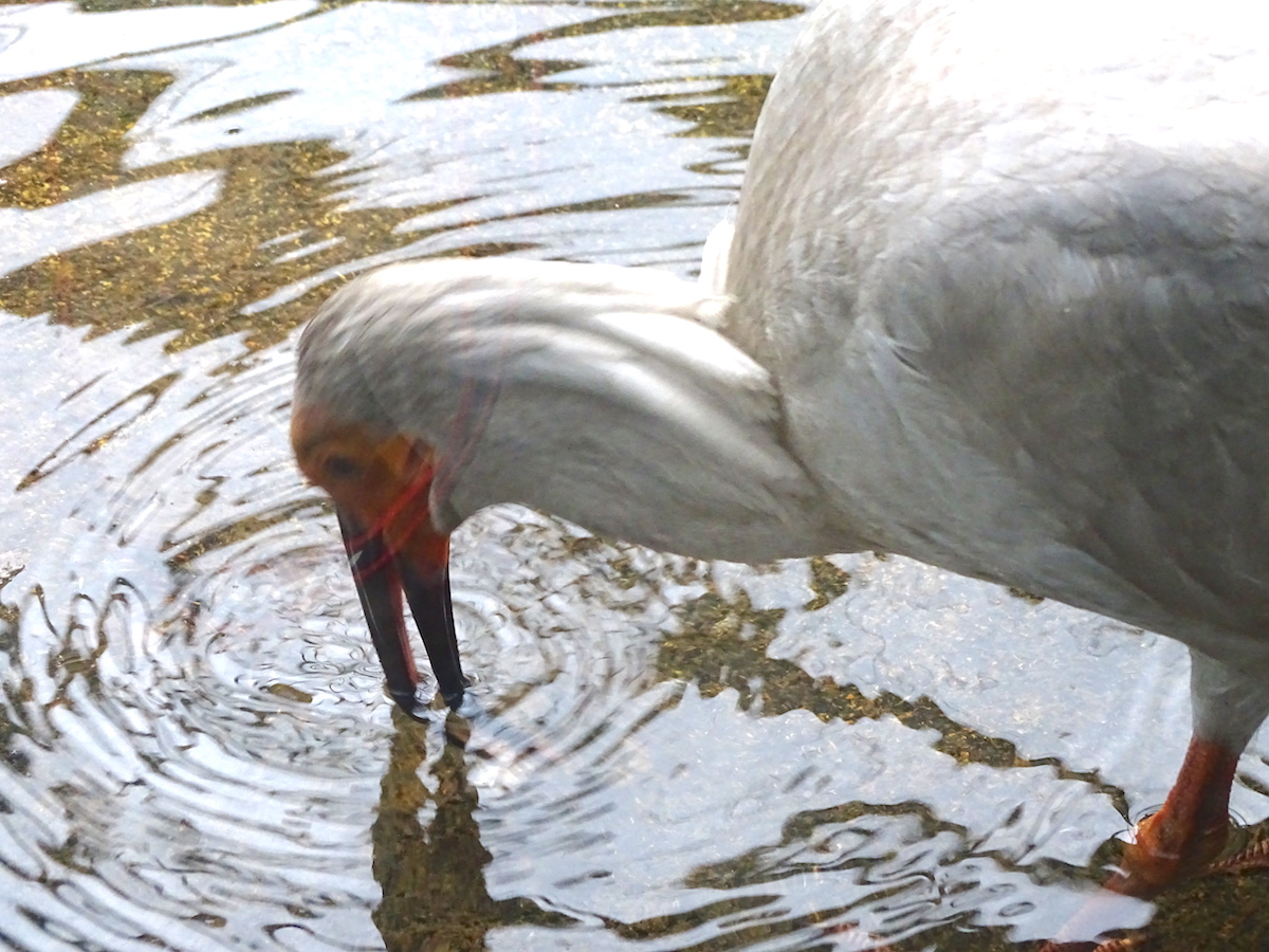 トキの森公園