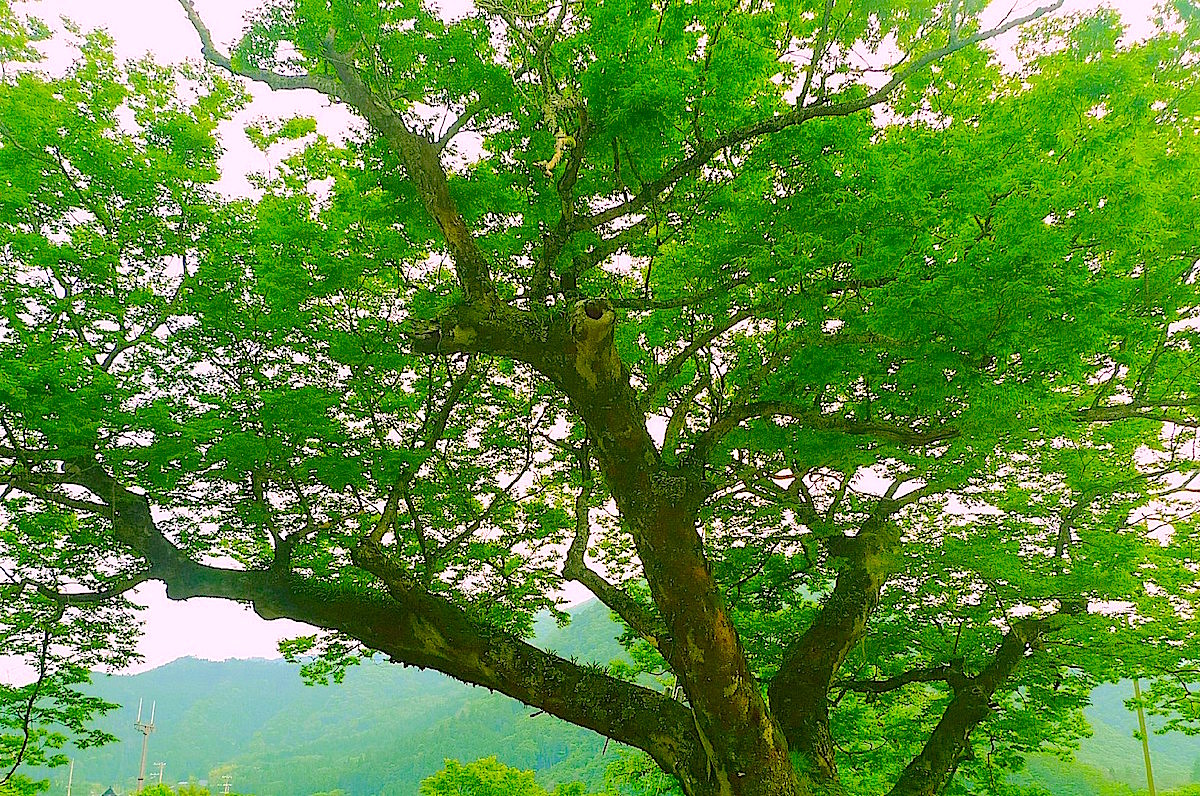 ケヤキ（欅、学名: Zelkova serrata）ニレ科ケヤキ属の落葉高木