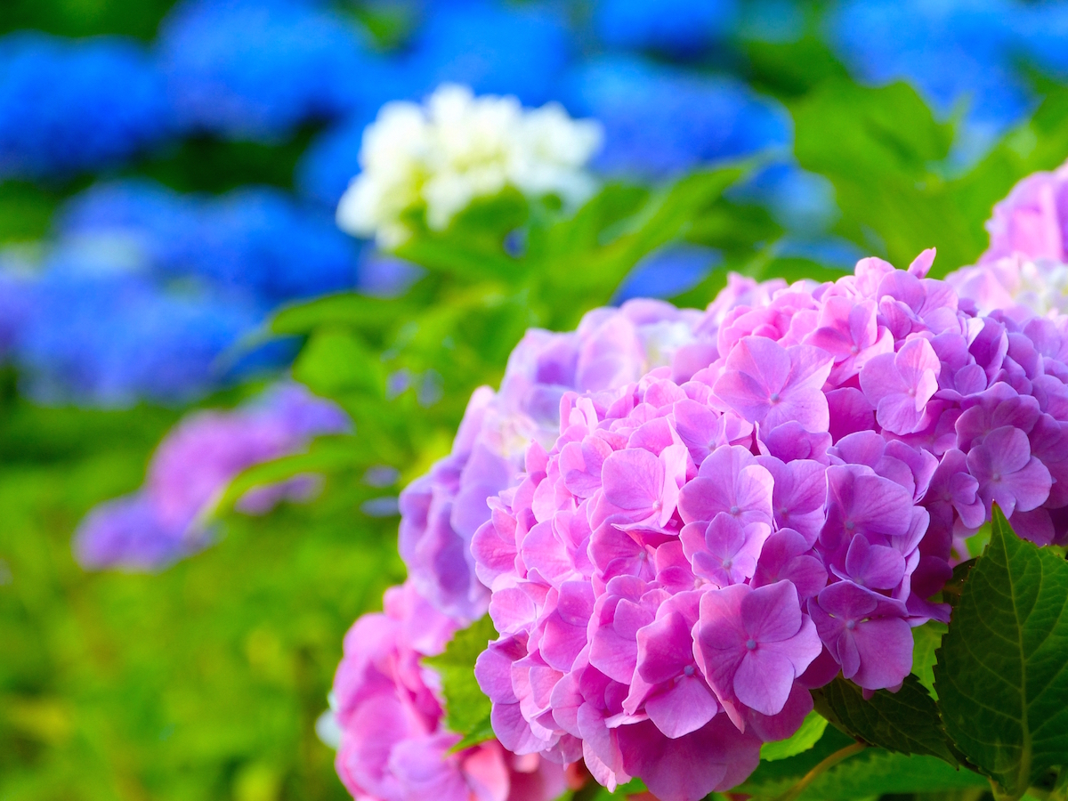 アジサイ（紫陽花、学名 Hydrangea macrophylla）