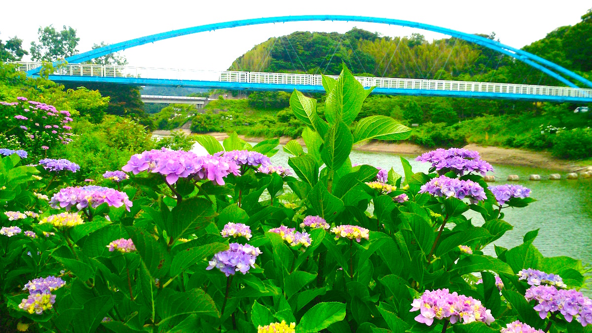 佐久間ダム湖アジサイ