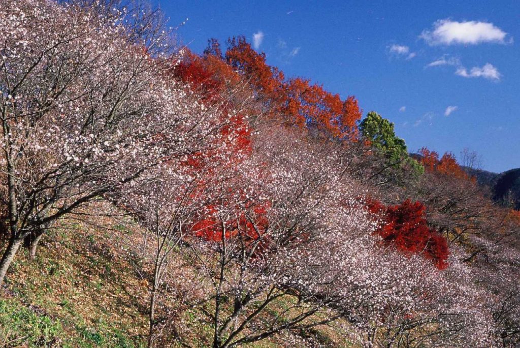 桜山公園ライトアップ