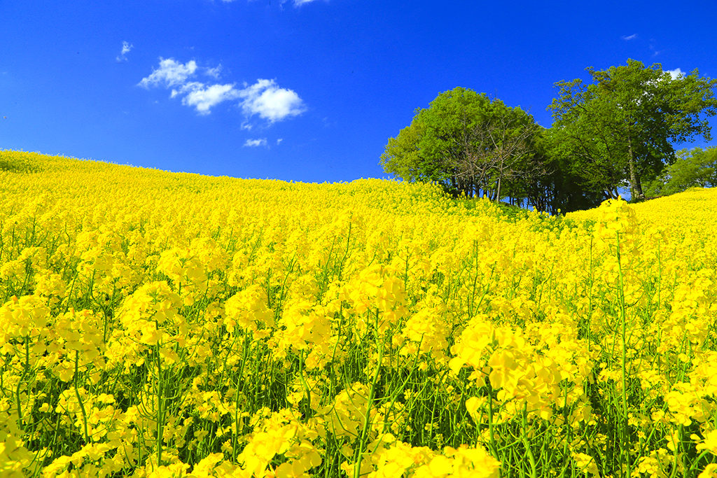 菜の花フェスタin三ノ倉高原花畑