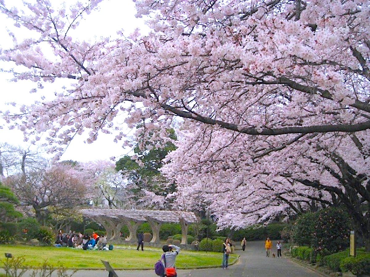 里見公園さくら祭り