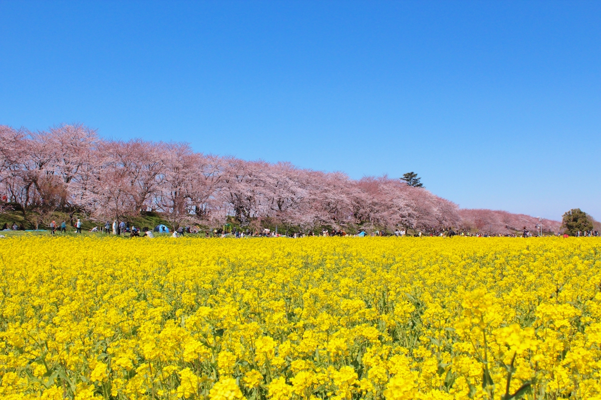 幸手桜まつり