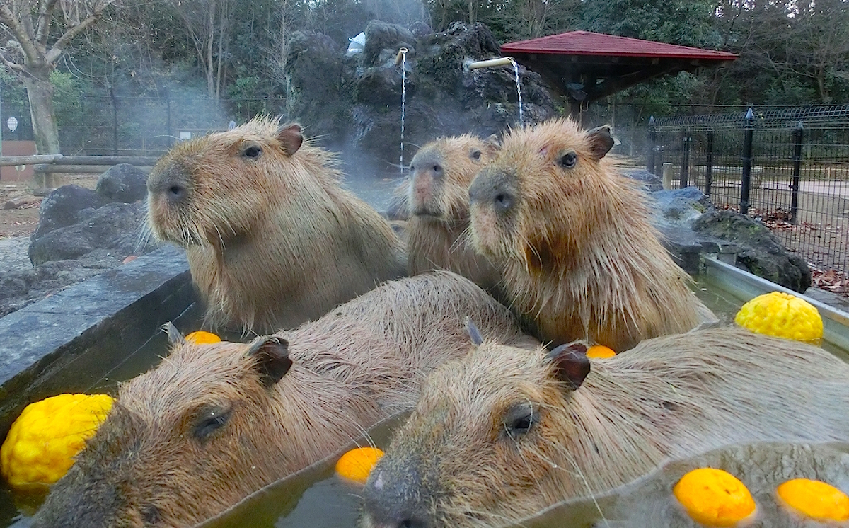 打たせ湯付きの岩風呂で「ユズ湯」にご満悦!