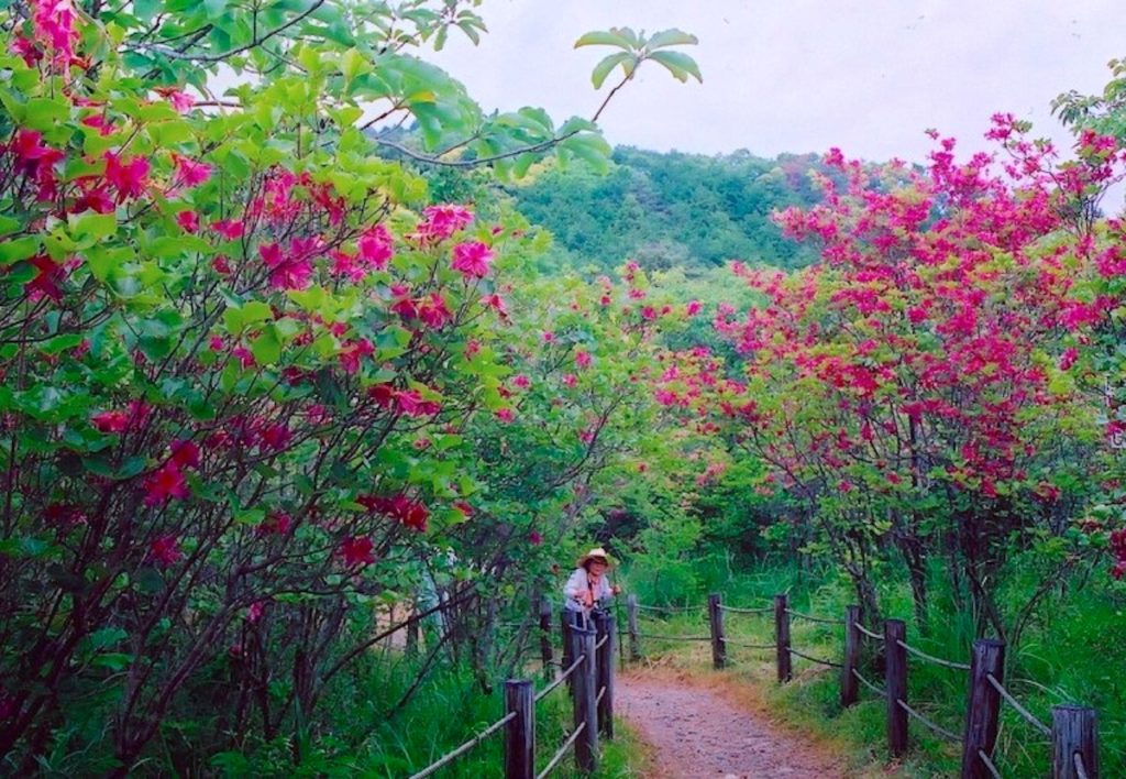 渋川つつじ祭