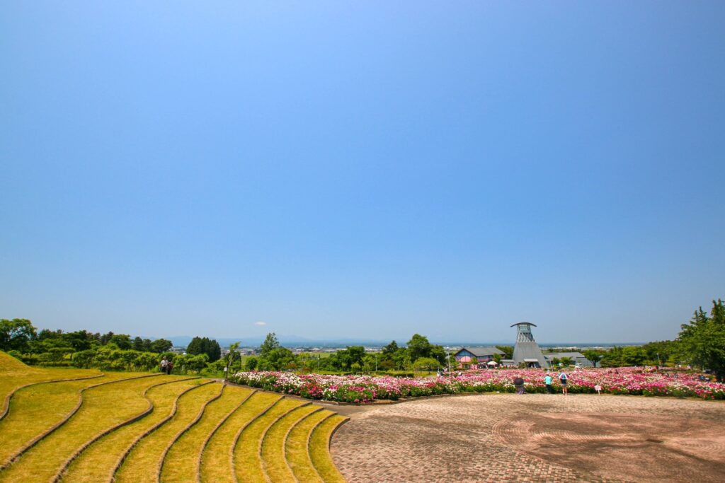 愛宕山公園・シャクヤク園で『シャクヤクまつり』