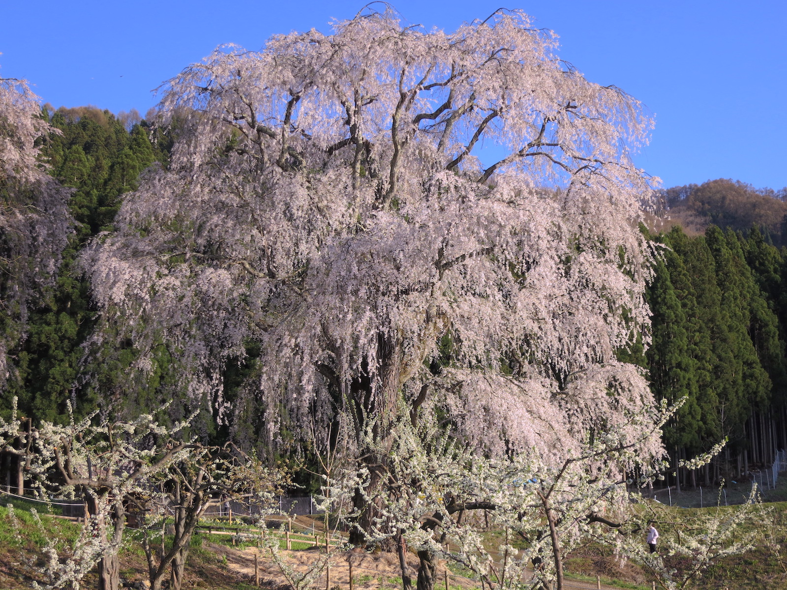 水中のしだれ桜