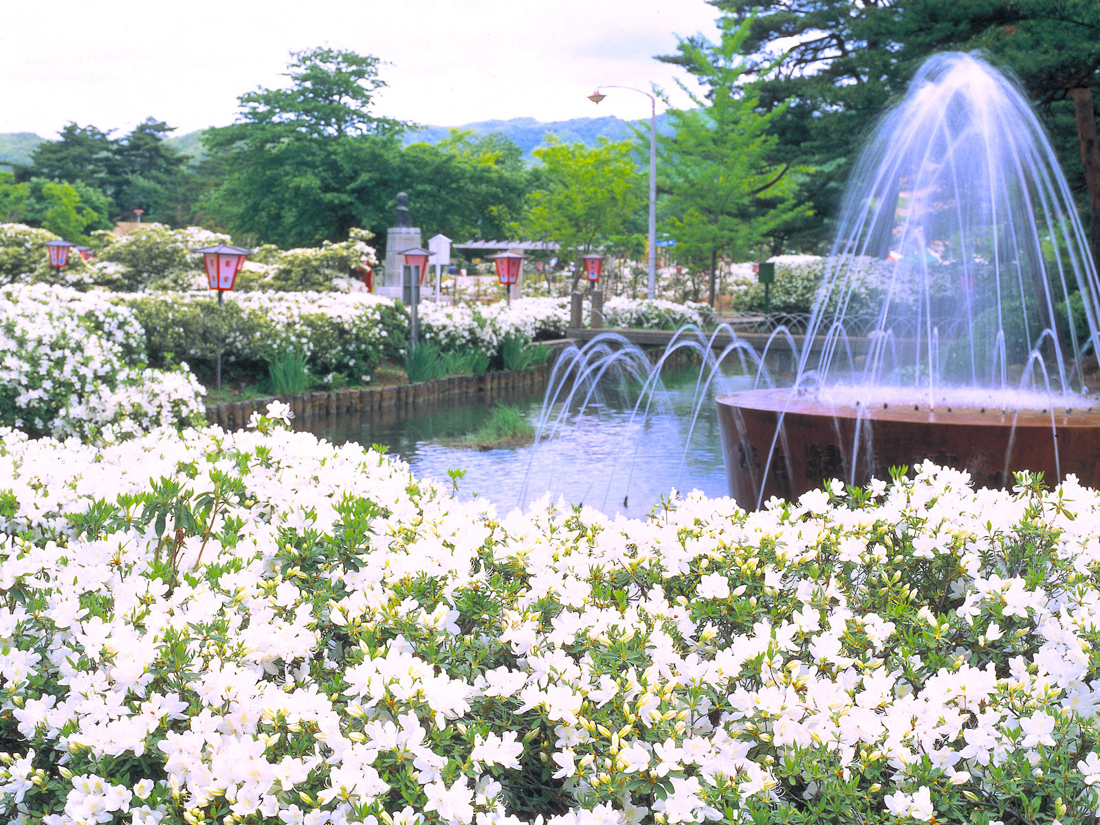 白つつじ公園『白つつじまつり』