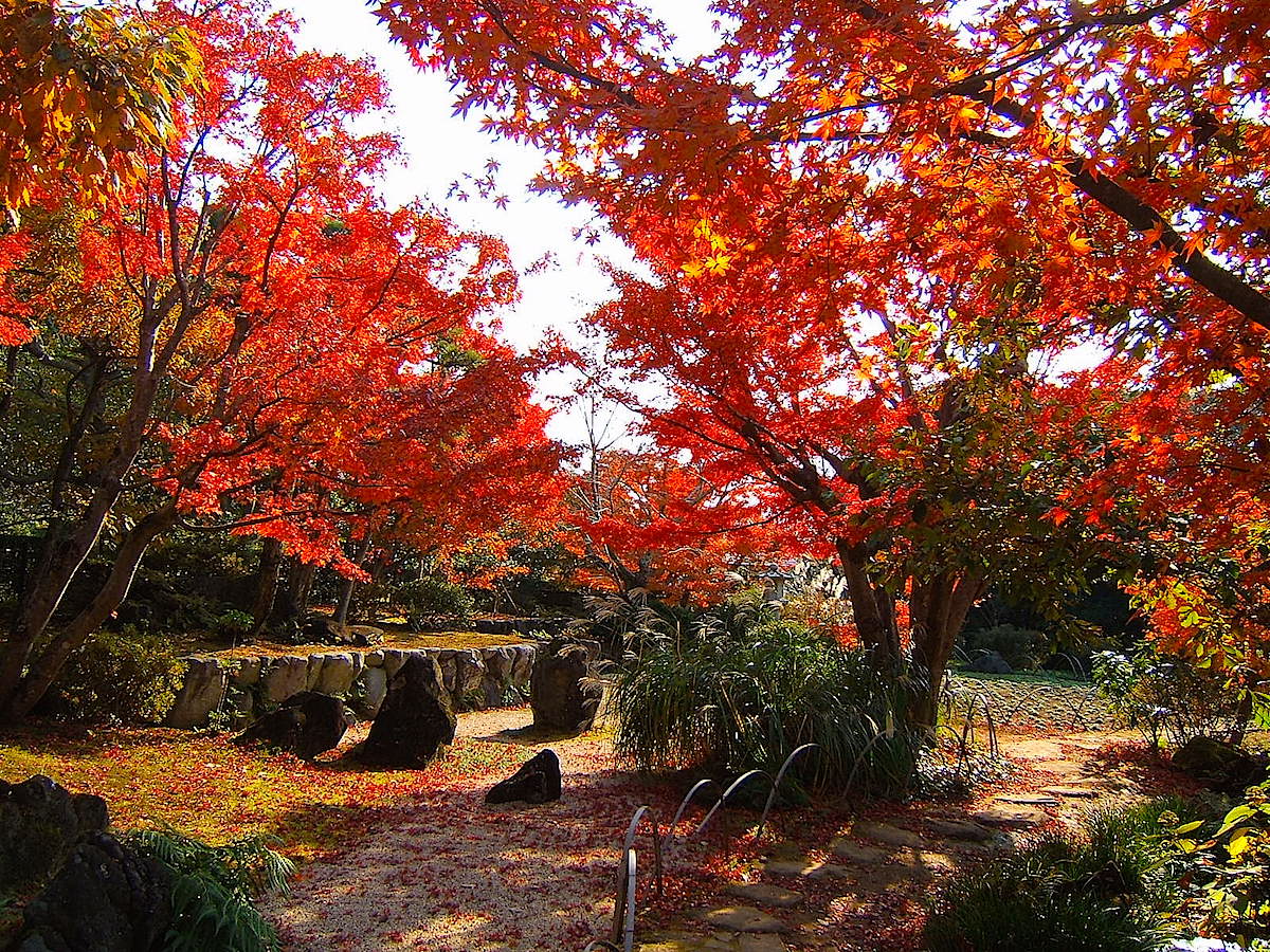城山公園 日本庭園の紅葉