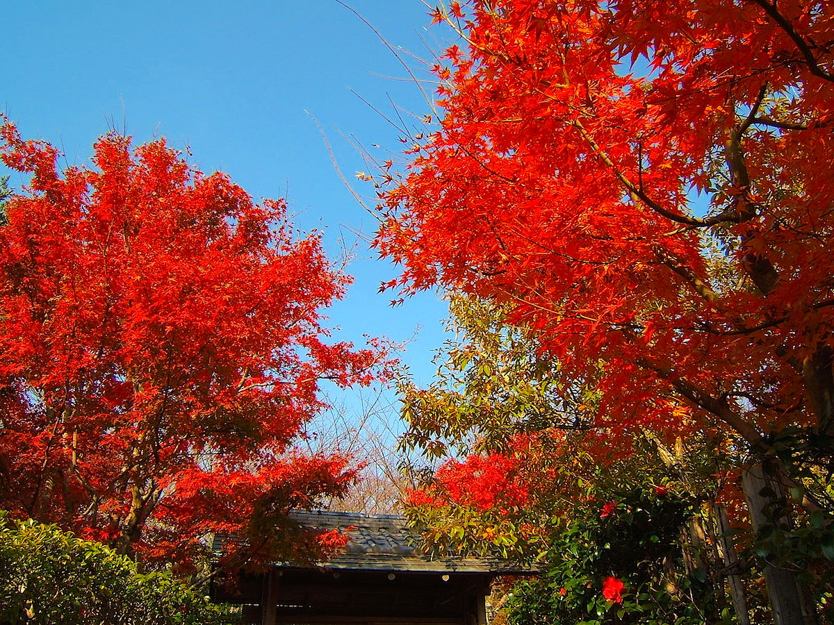 城山公園 茶室「雁月庵」周辺の紅葉