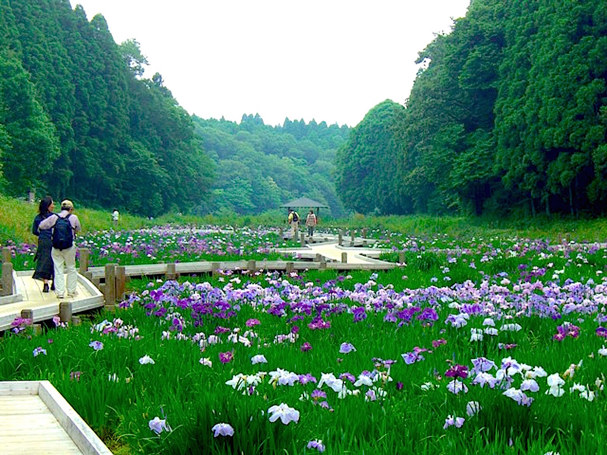 昭和の森 花菖蒲
