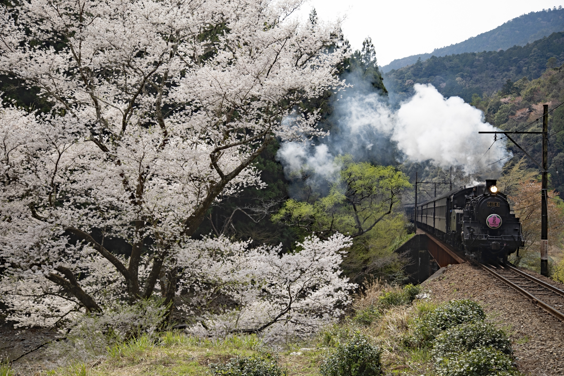 大井川鐵道「SLさくら号」