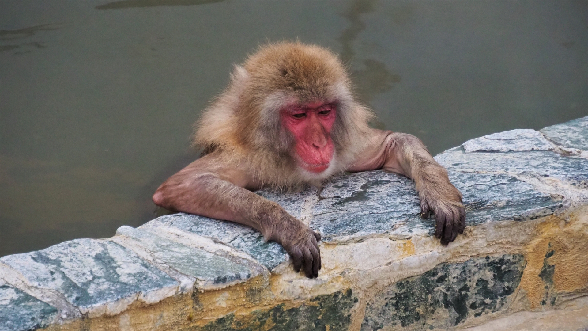 函館市熱帯植物園『サル山温泉』