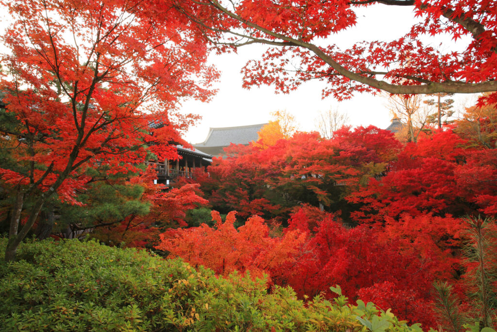 『そうだ 京都、行こう。』2023秋「南禅寺」篇