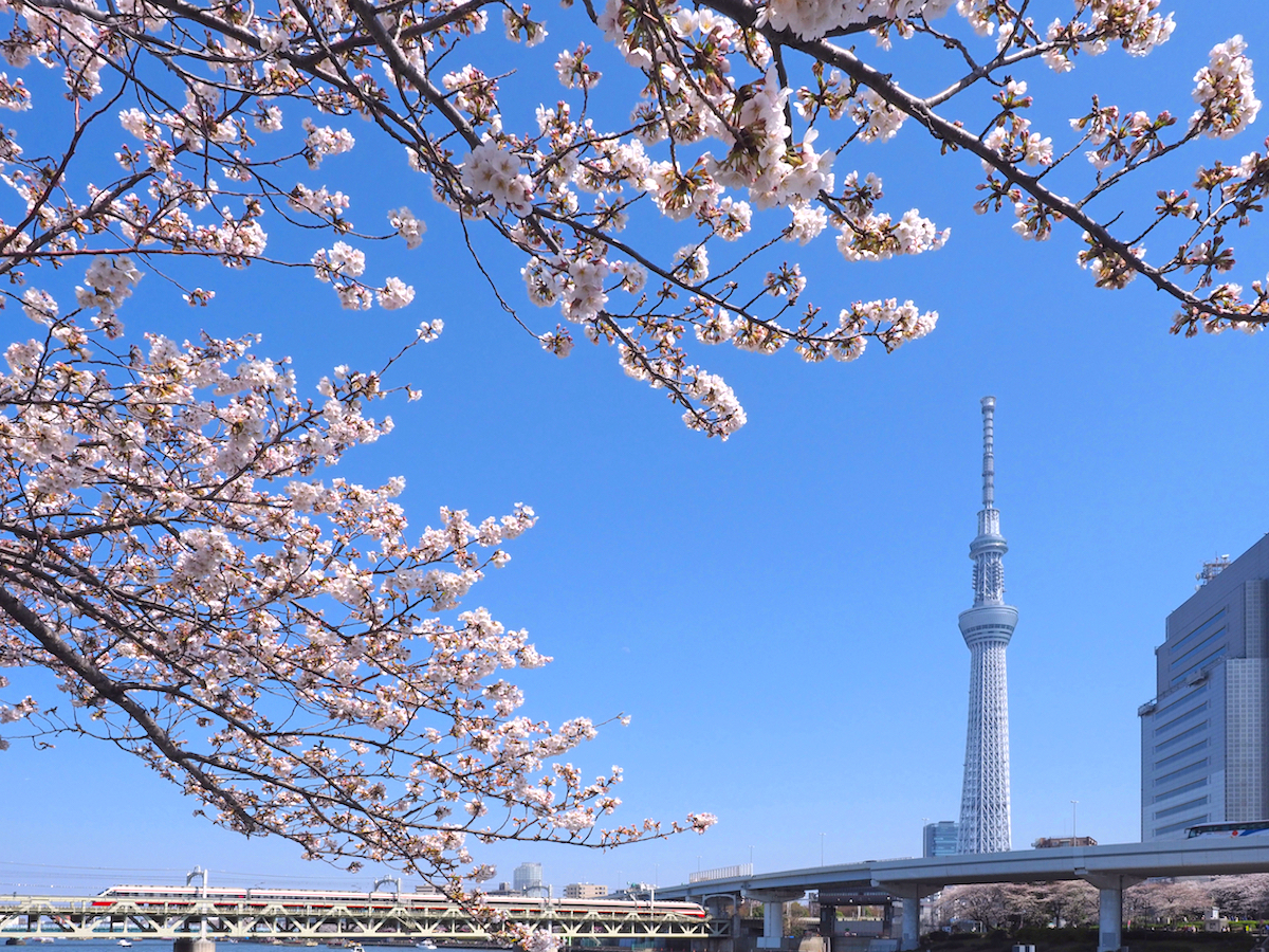 隅田公園桜まつり