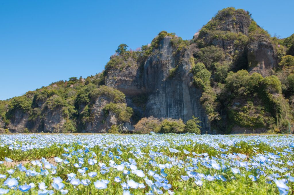 青の洞門・ネモフィラと競秀峰