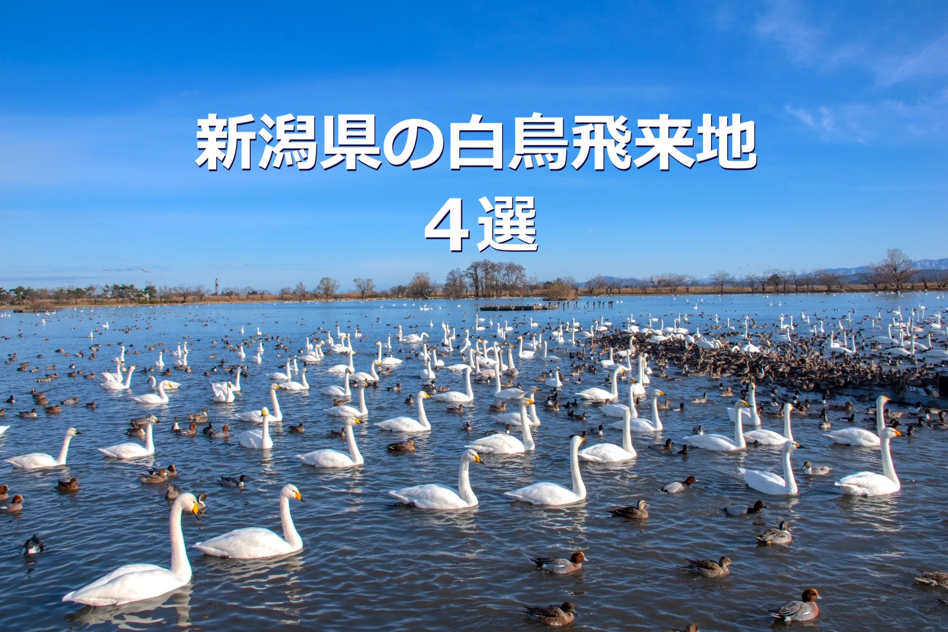 新潟県の白鳥飛来地