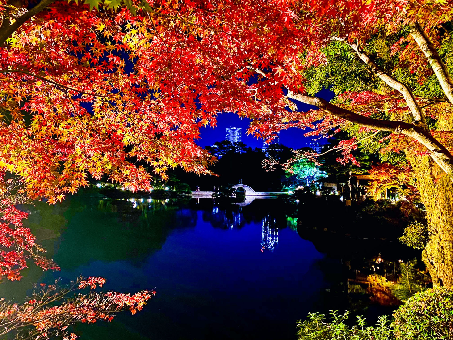 縮景園『もみじまつり』（紅葉ライトアップ）