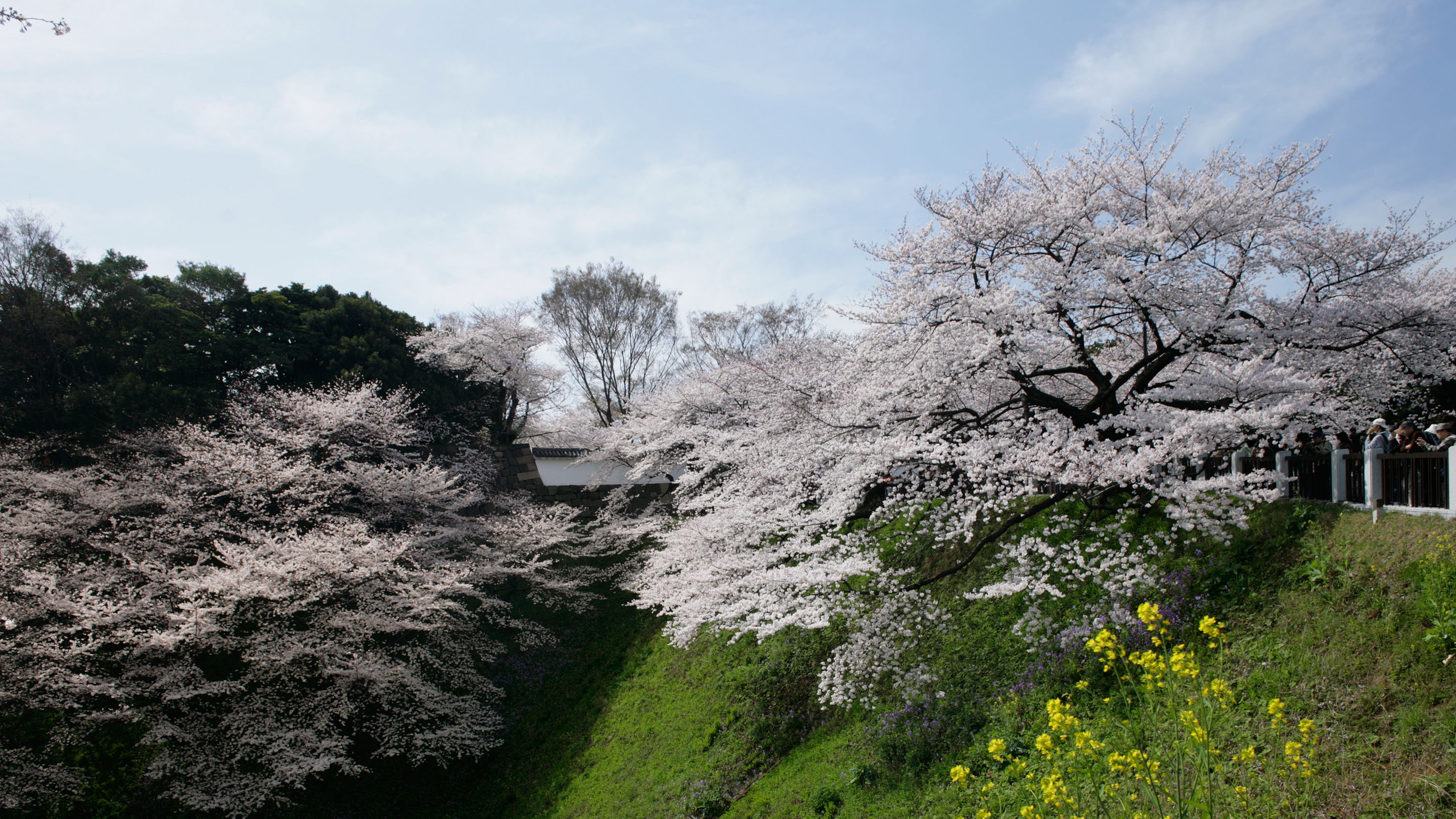 田安門・桜