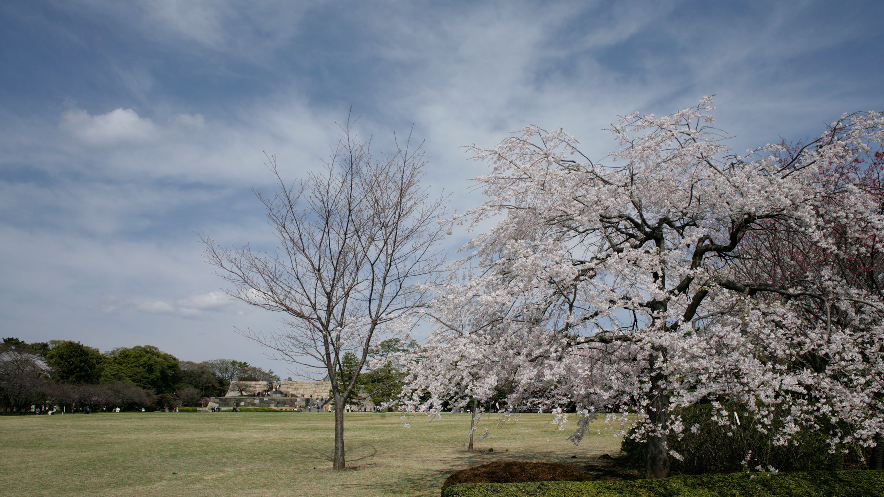 江戸城本丸跡・桜
