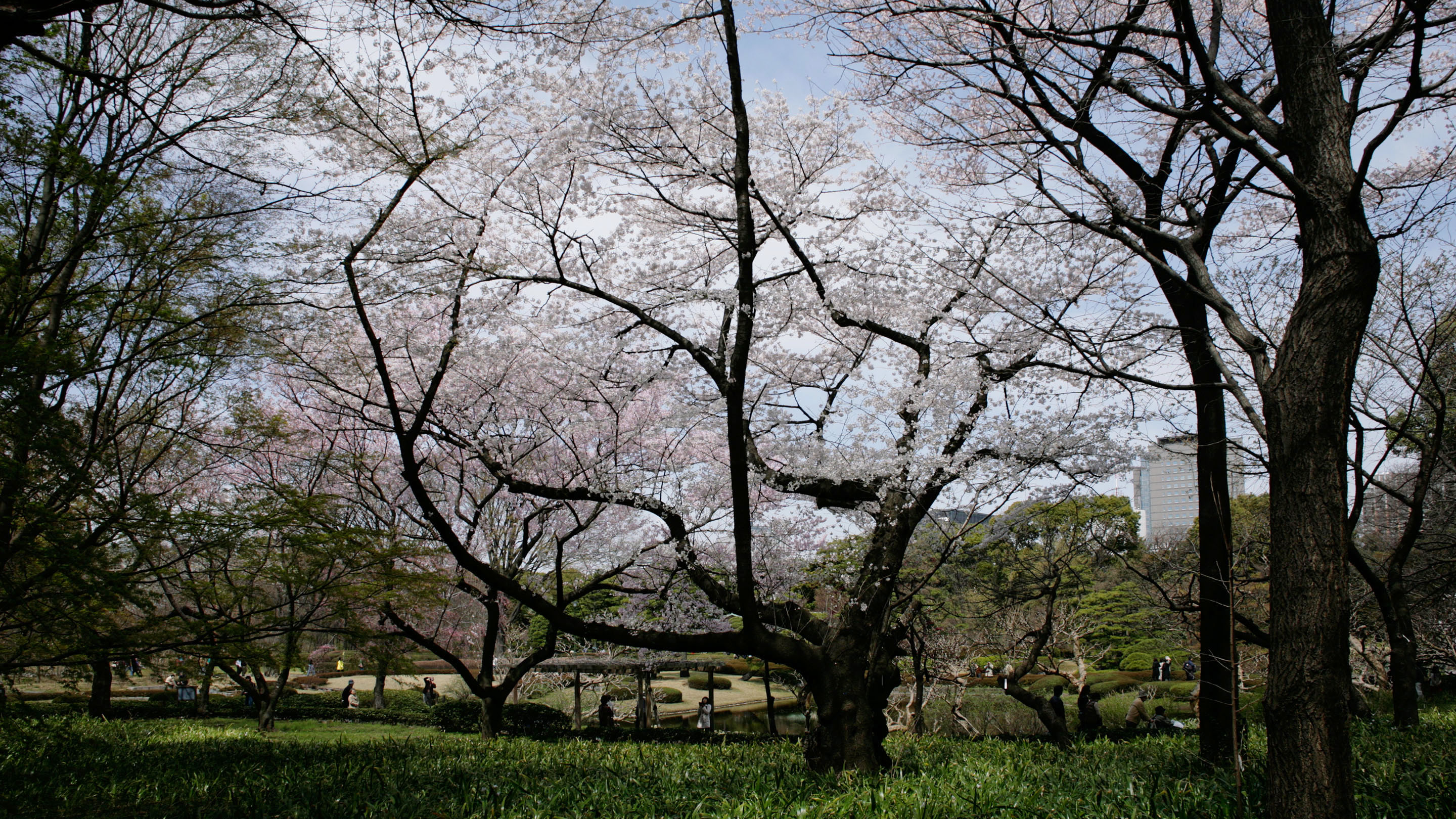 二の丸庭園の桜