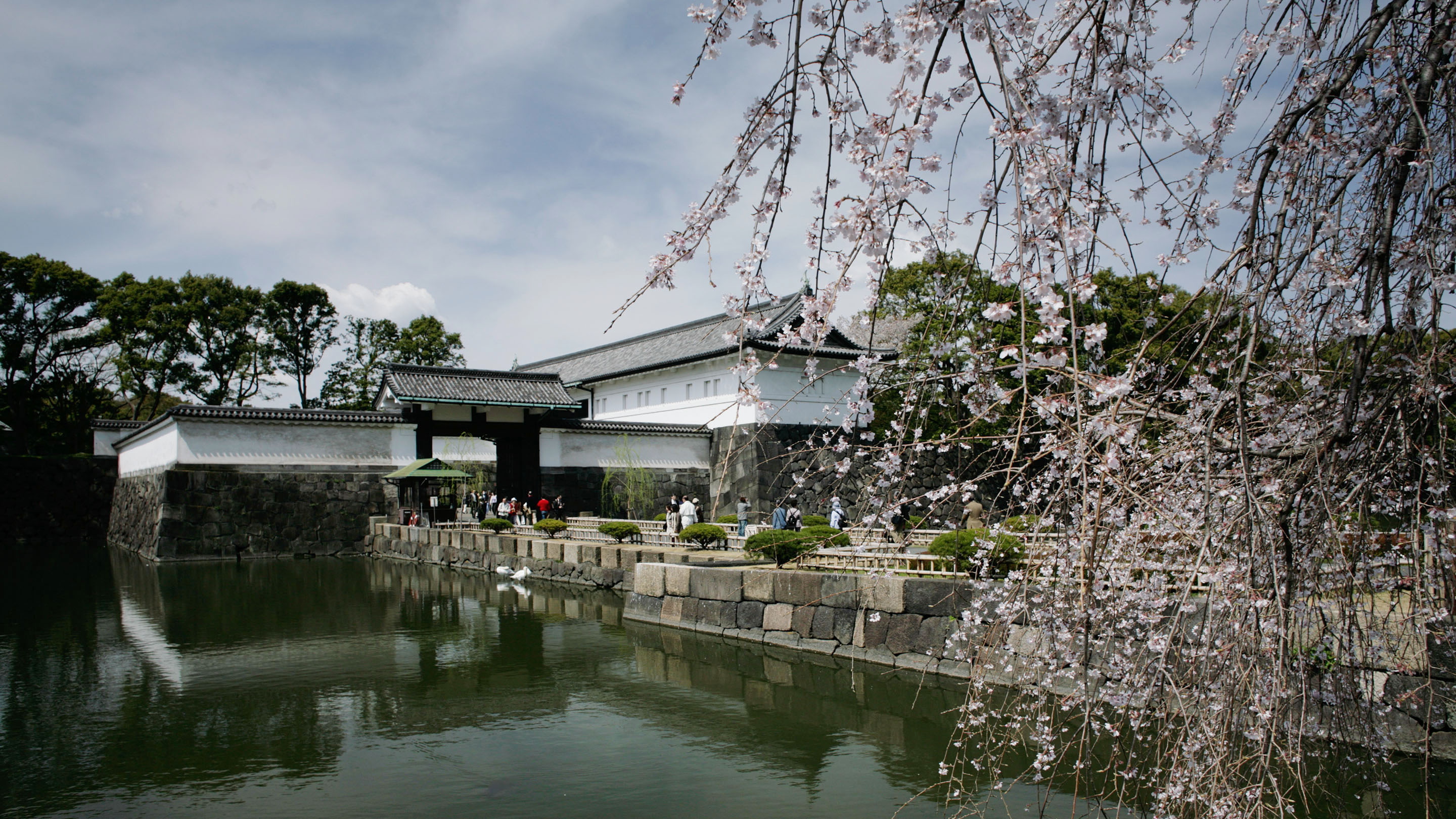 大手門の桜
