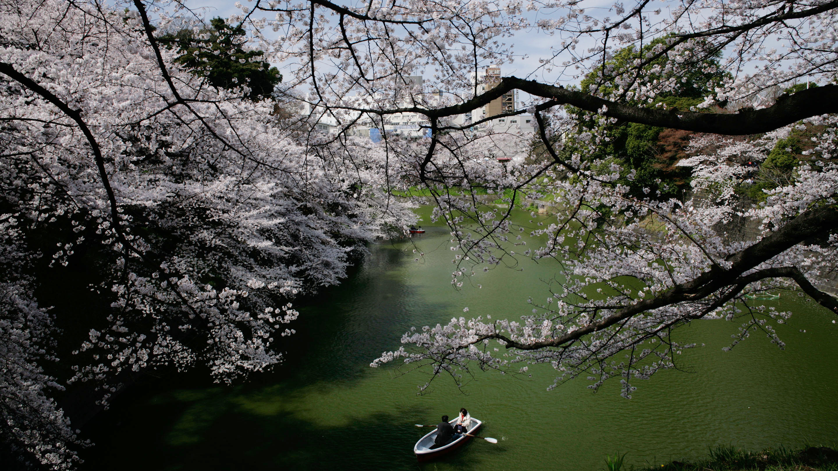 千鳥ヶ淵・桜