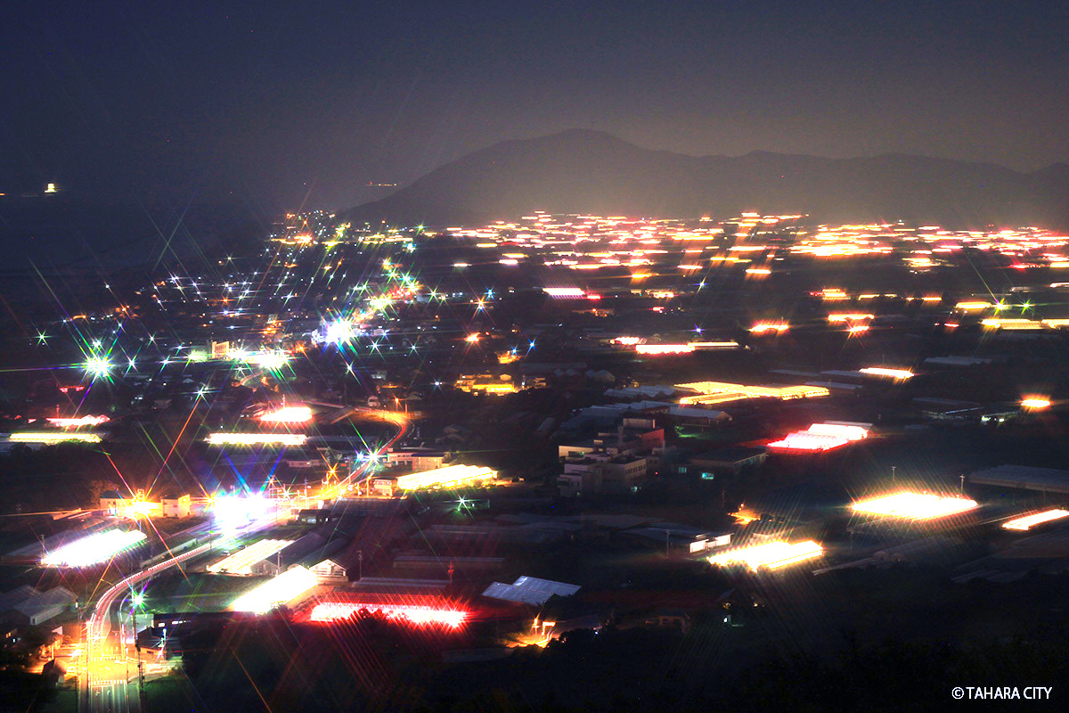 渥美半島の電照菊