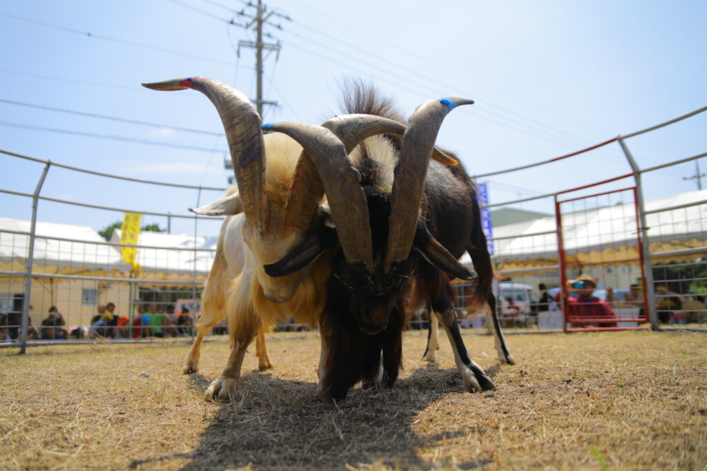 多良間島で『ピンダアース大会』