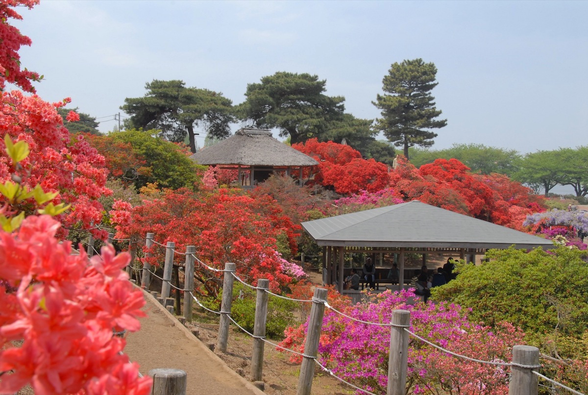 館林市つつじが岡公園『つつじまつり』