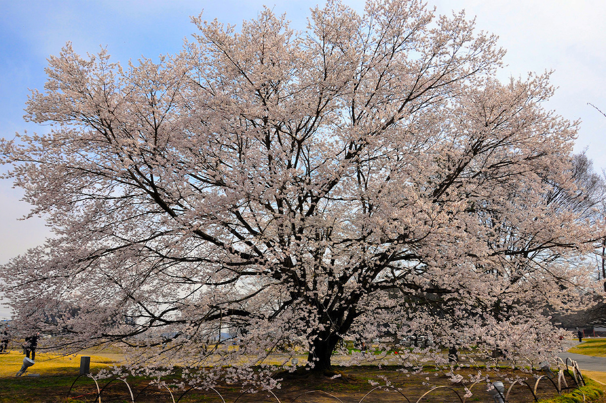 天平の花まつり