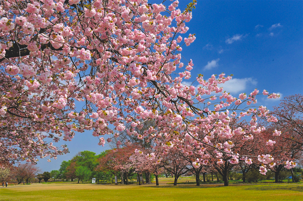 天平の花まつり