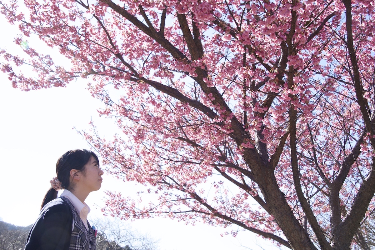土肥桜(土肥金山)