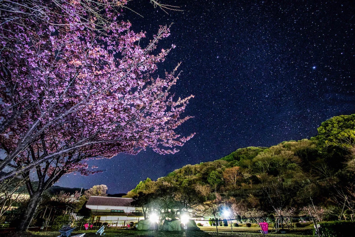土肥桜まつり