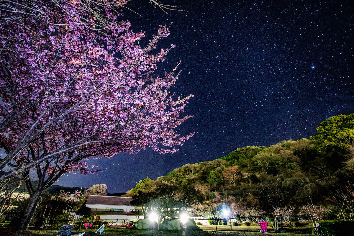土肥桜(土肥金山)