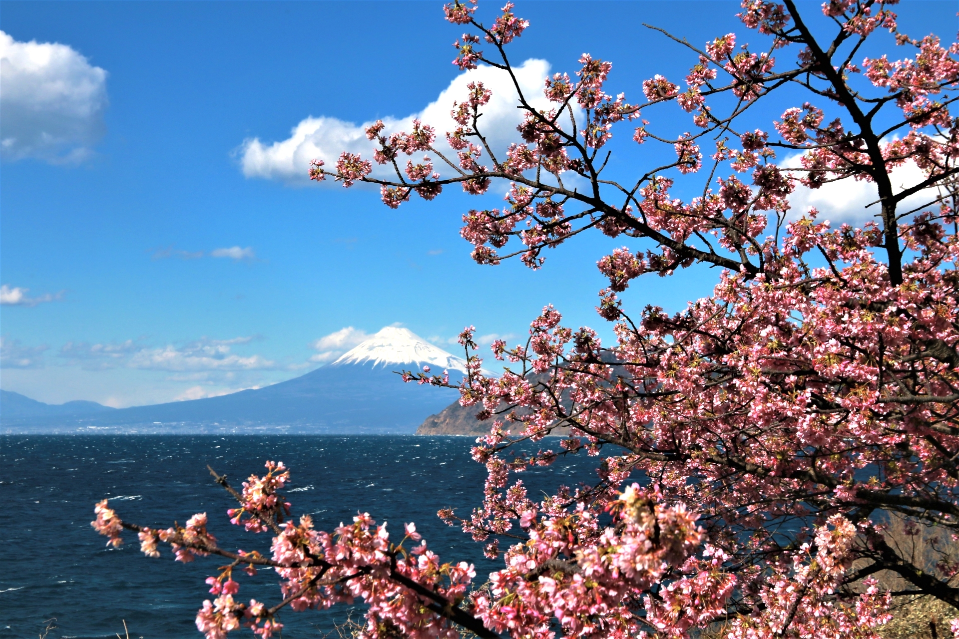 土肥桜