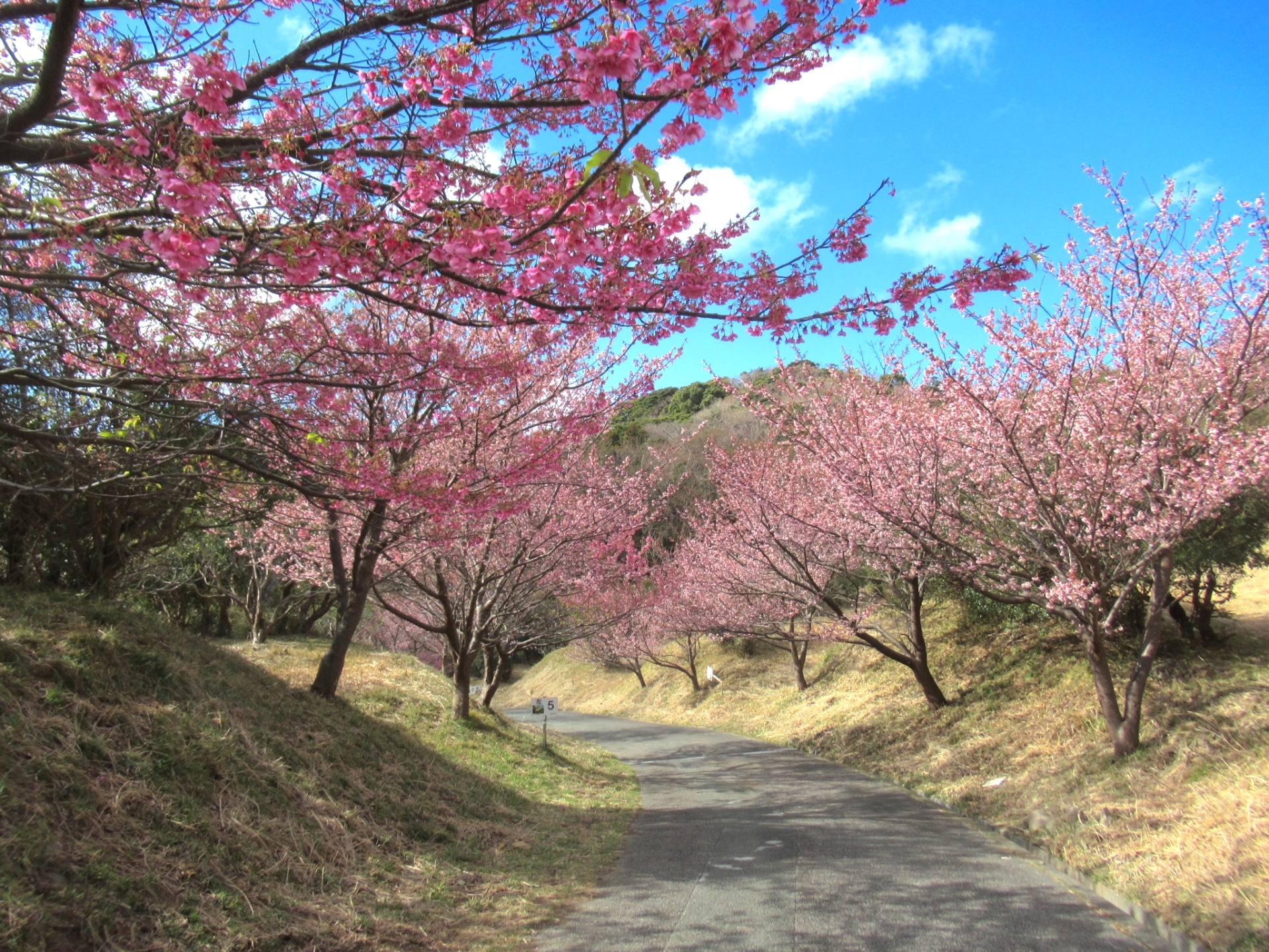 土肥桜