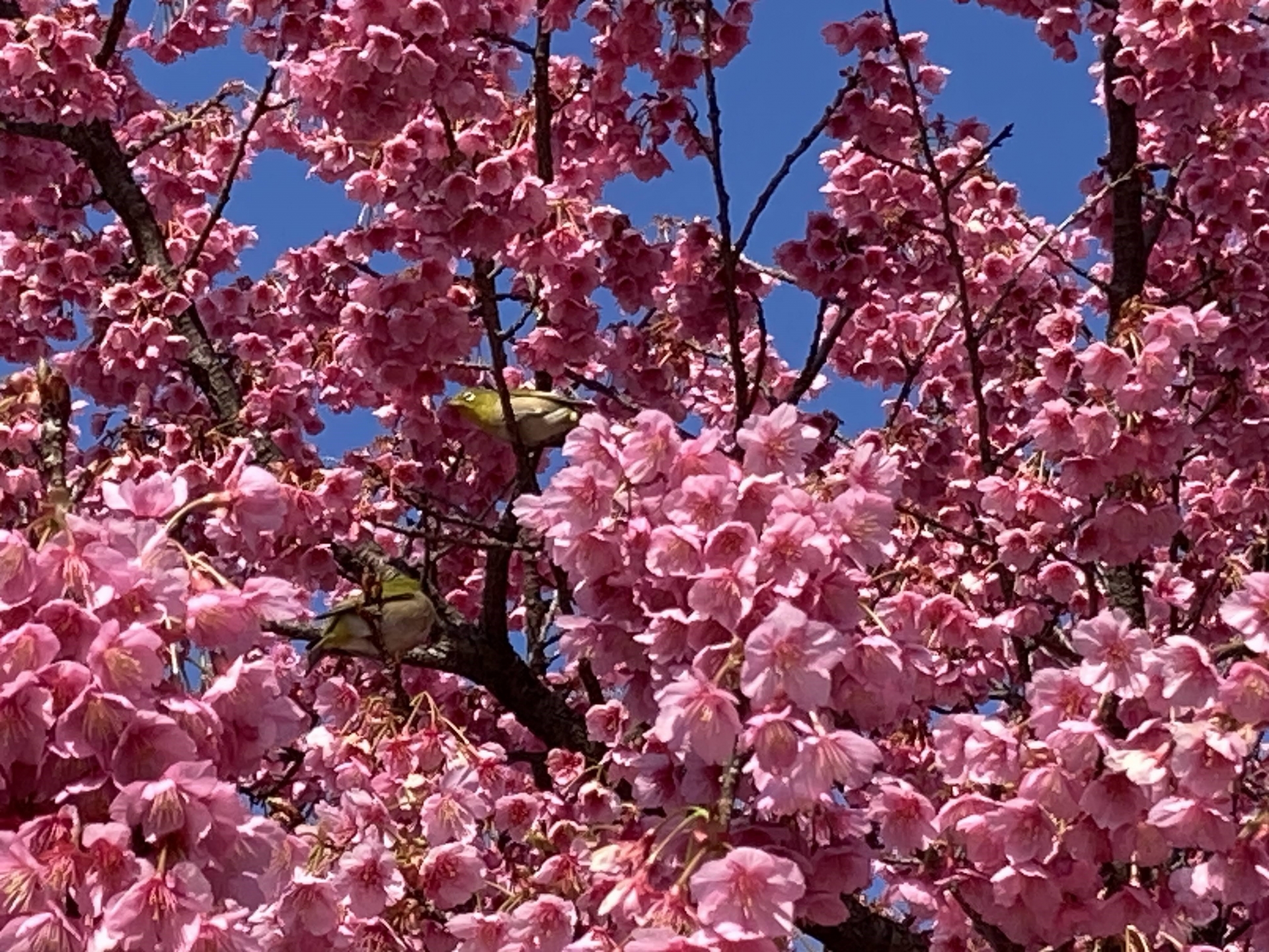 土肥桜