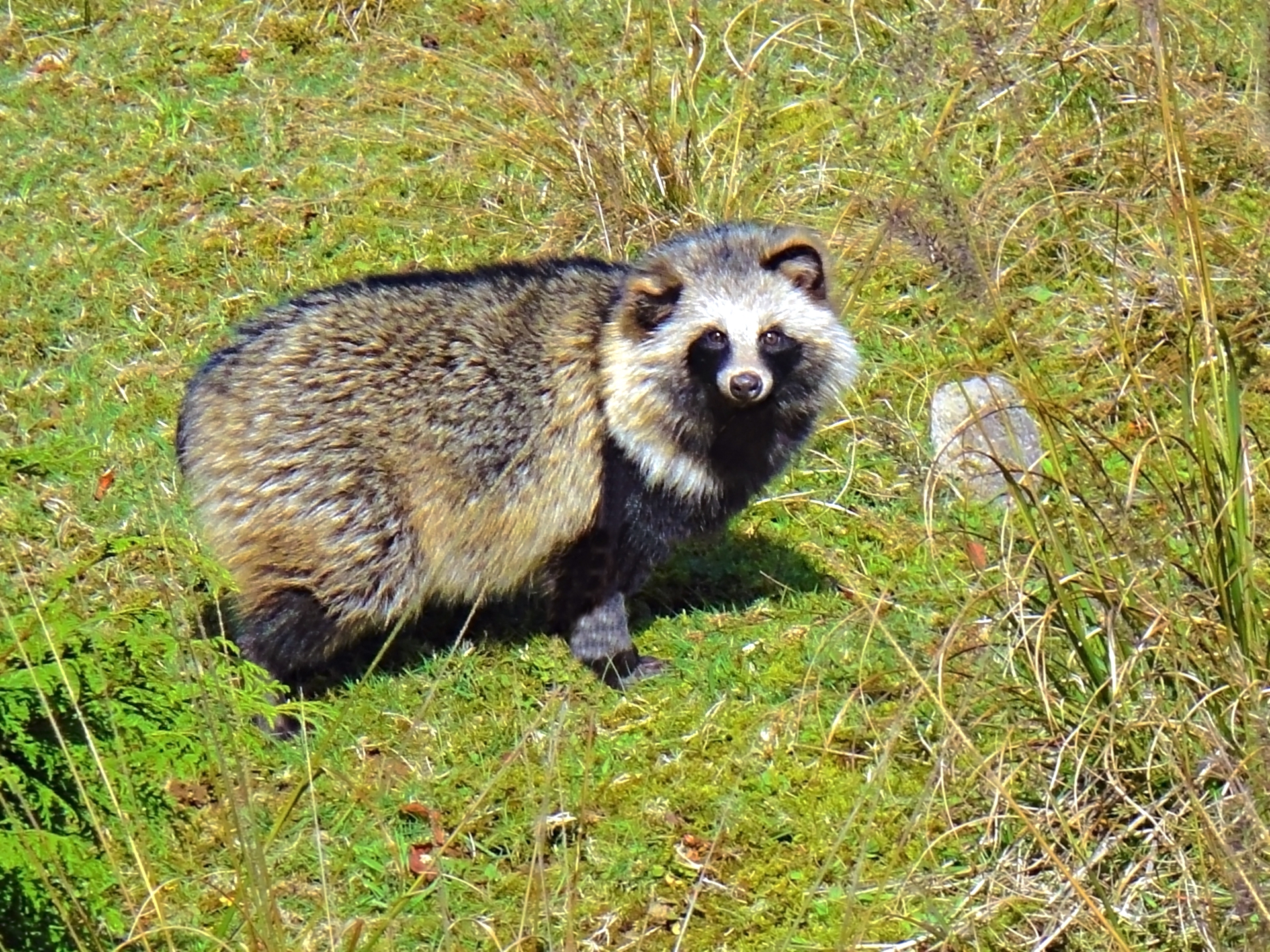 タヌキ