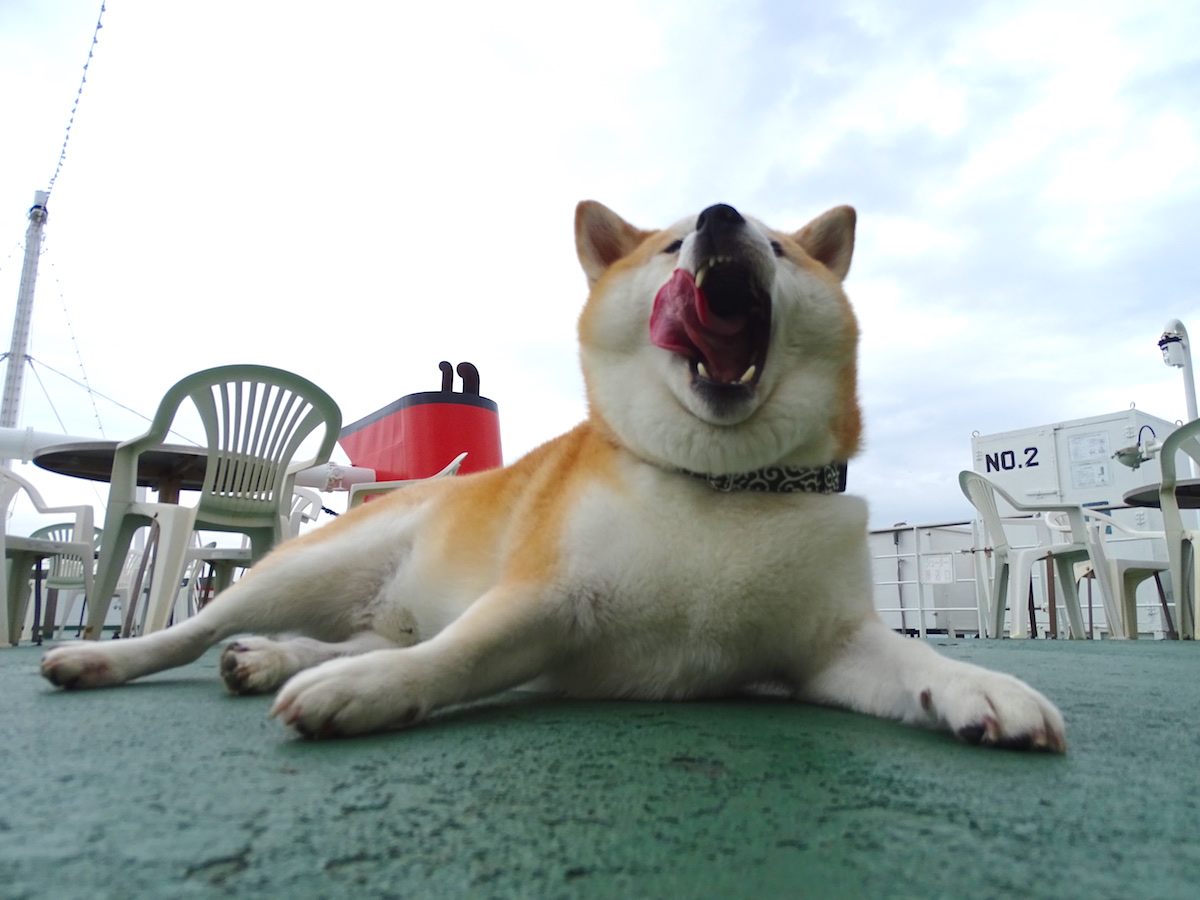 東京湾フェリー