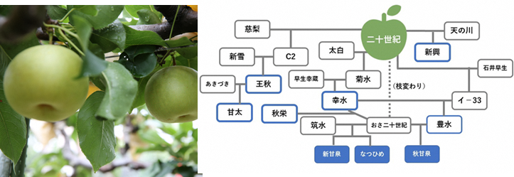 二十世紀梨