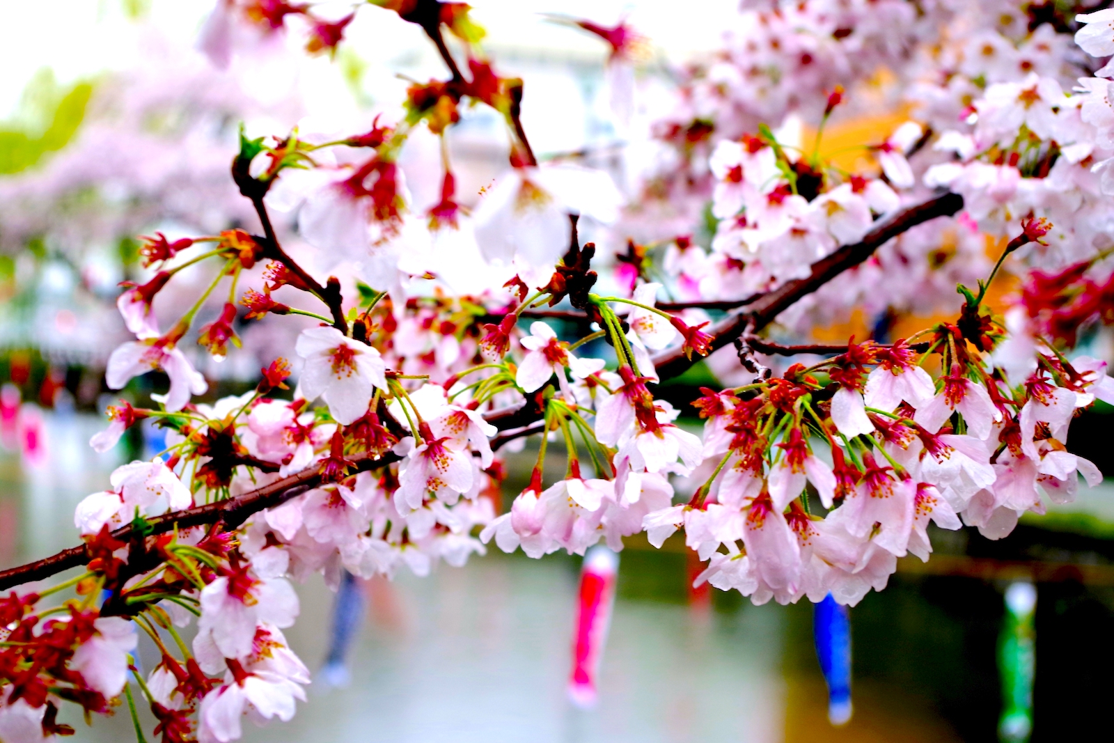 土浦桜まつり